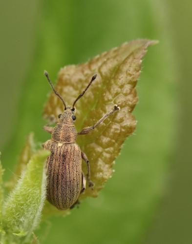 Réf. 219 501 : Phyllobius pyri